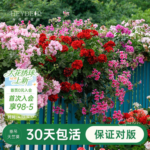 海蒂盆栽苗阳台垂吊天竺葵