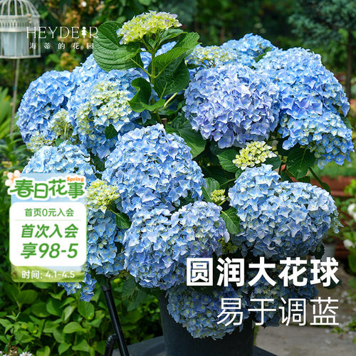 大海蓝新品大花绣球新老枝开花