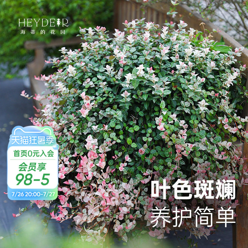海蒂的花园官方旗舰店花叶络石盆栽苗垂吊观叶耐热花卉植物护盆草
