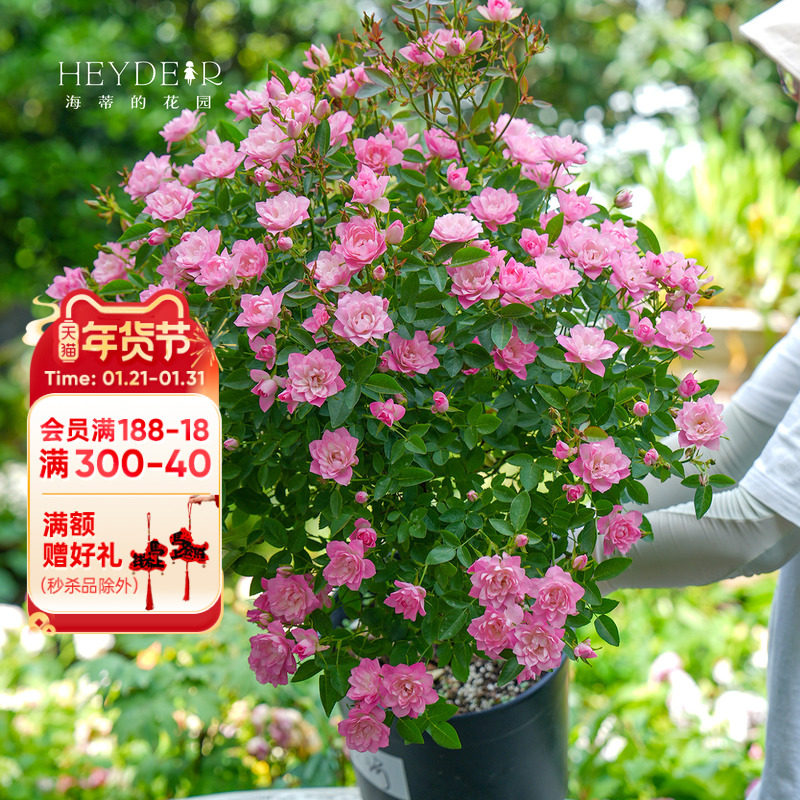 海蒂的花园 天荷/繁星微型月季花期长丰花多头阳台花卉植物盆栽苗,鲜花速递/花卉仿真/绿植园艺,月季/蔷薇/玫瑰,淘宝优惠券,粉丝福利购,淘宝优惠卷