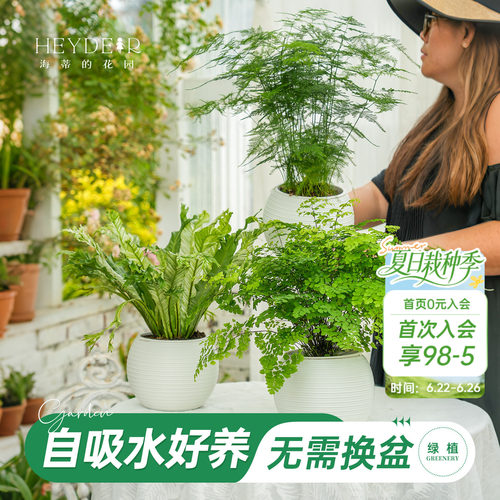 铁线蕨自吸水绿植盆栽室内花卉