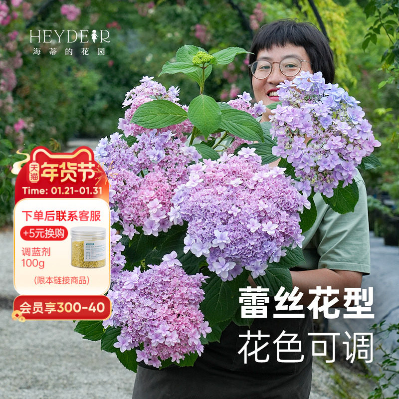 海蒂的花园 佳澄重瓣可调色绣球花阳台庭院花卉耐阴植物盆栽花苗,鲜花速递/花卉仿真/绿植园艺,绣球/木绣球/木本植物,淘宝优惠券,粉丝福利购,淘宝优惠卷