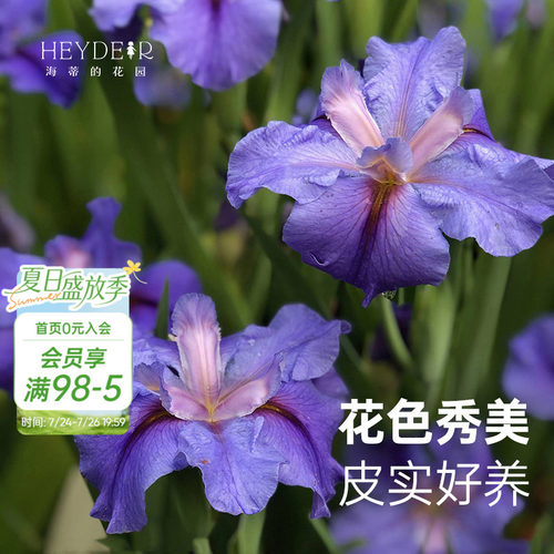 路易斯安娜鸢尾多年生耐寒花卉