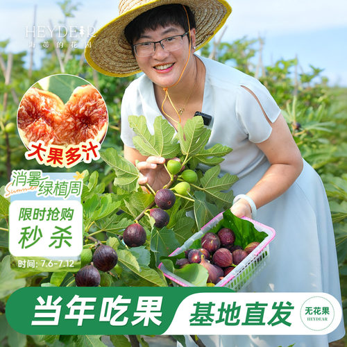 基地自产无花果苗保证对版