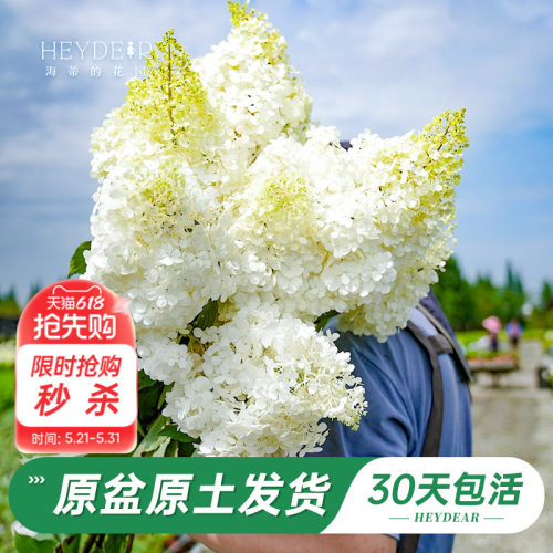 耐寒耐晒绣球北方地区露地过冬