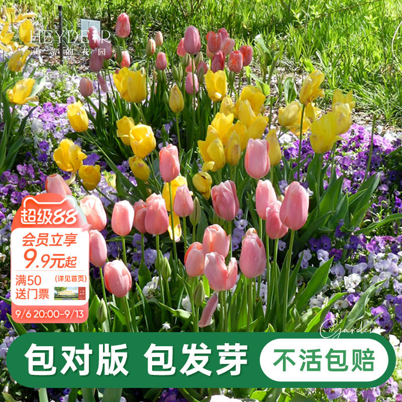 郁金香自然球春季开花球根花卉图片