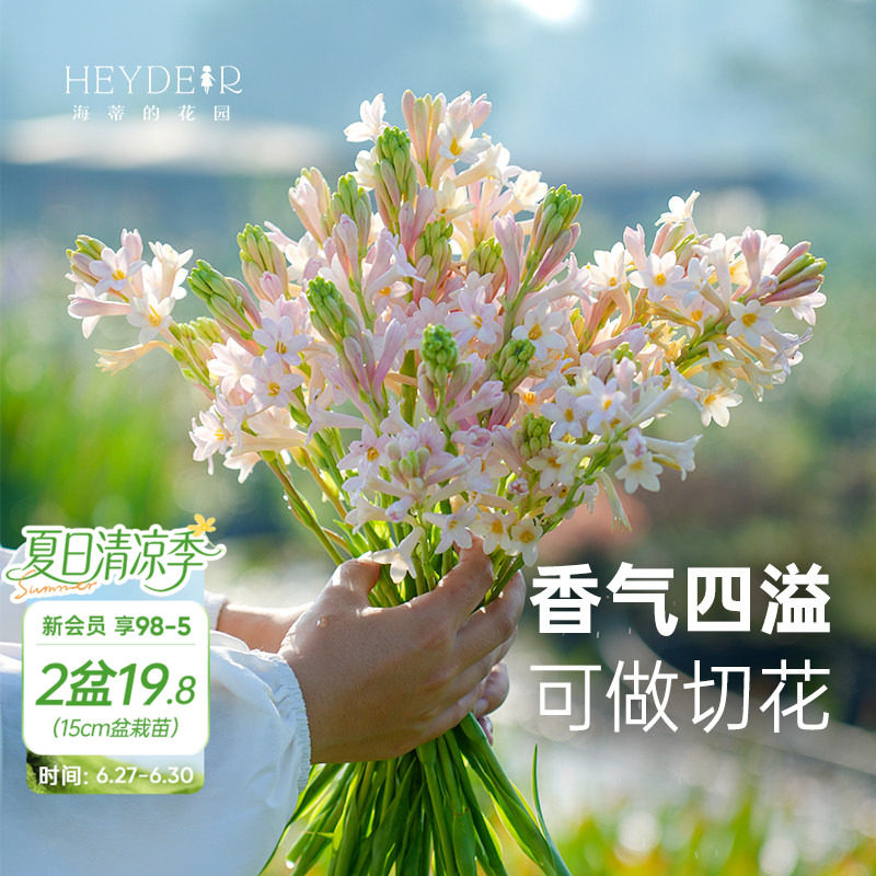 海蒂的花园 晚香玉夜来香月下香庭院露台室外阳台花卉植物盆栽苗 - 实物图