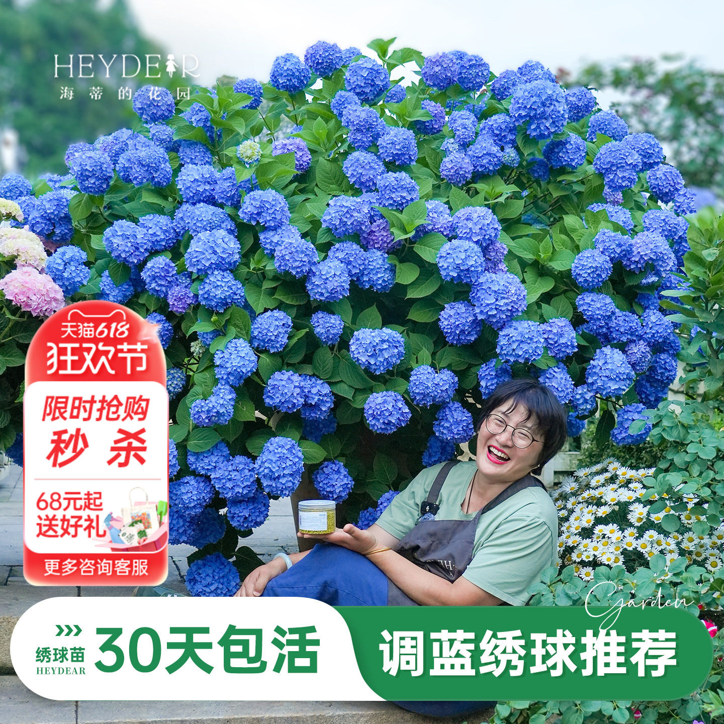 海蒂的花园旗舰店绣球花盆栽调蓝大花绣球大海蓝阳台花园室内可种 - 实物图