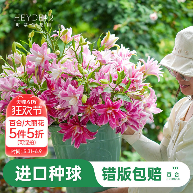 海蒂的花园旗舰店香水百合种球重瓣春百合进口球根好养花园庭院花