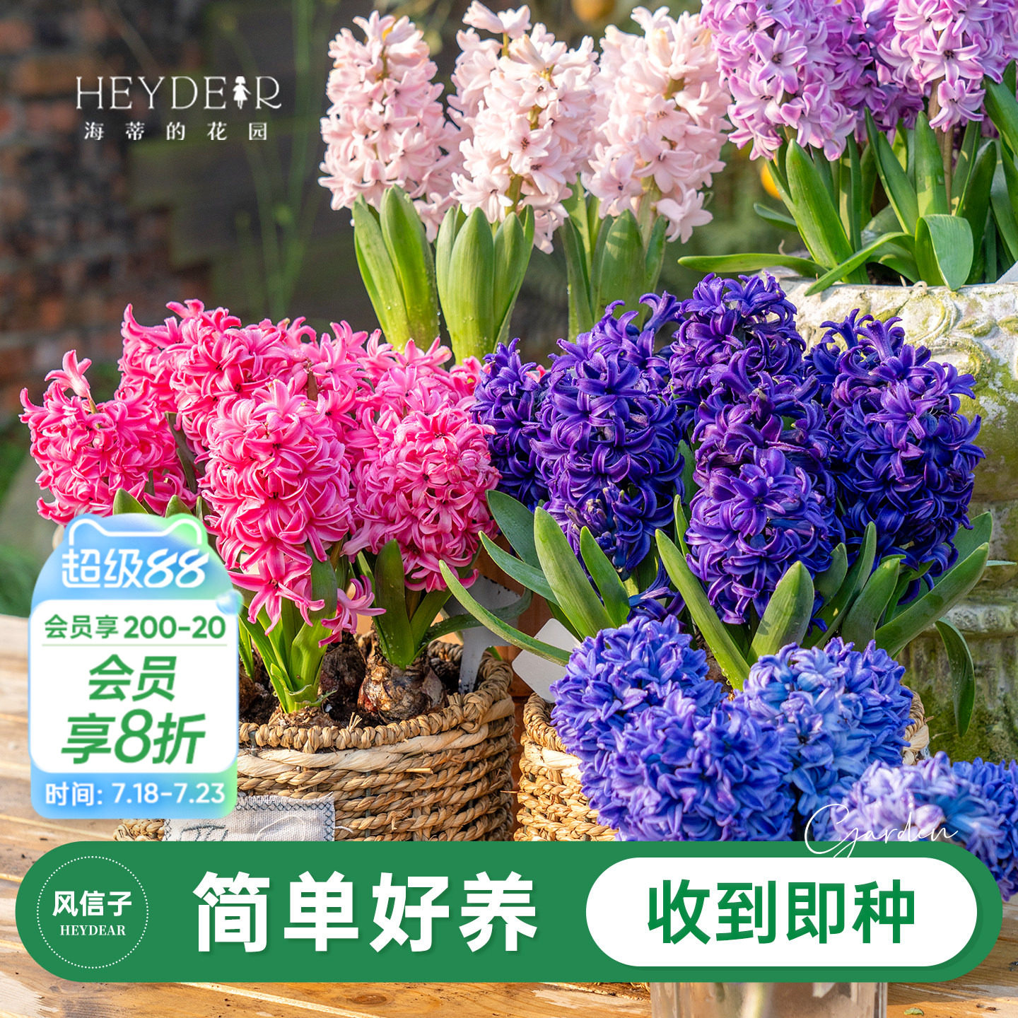 海蒂的花园旗舰店风信子种球球根阳台盆栽地栽水培花卉植物