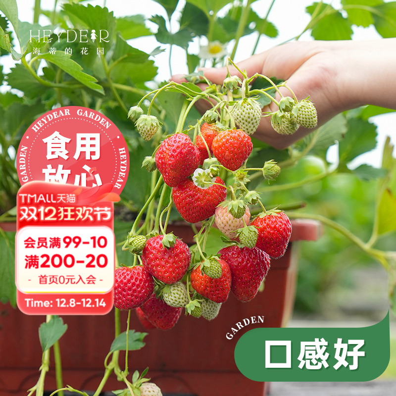 基地自产草莓苗安全可口