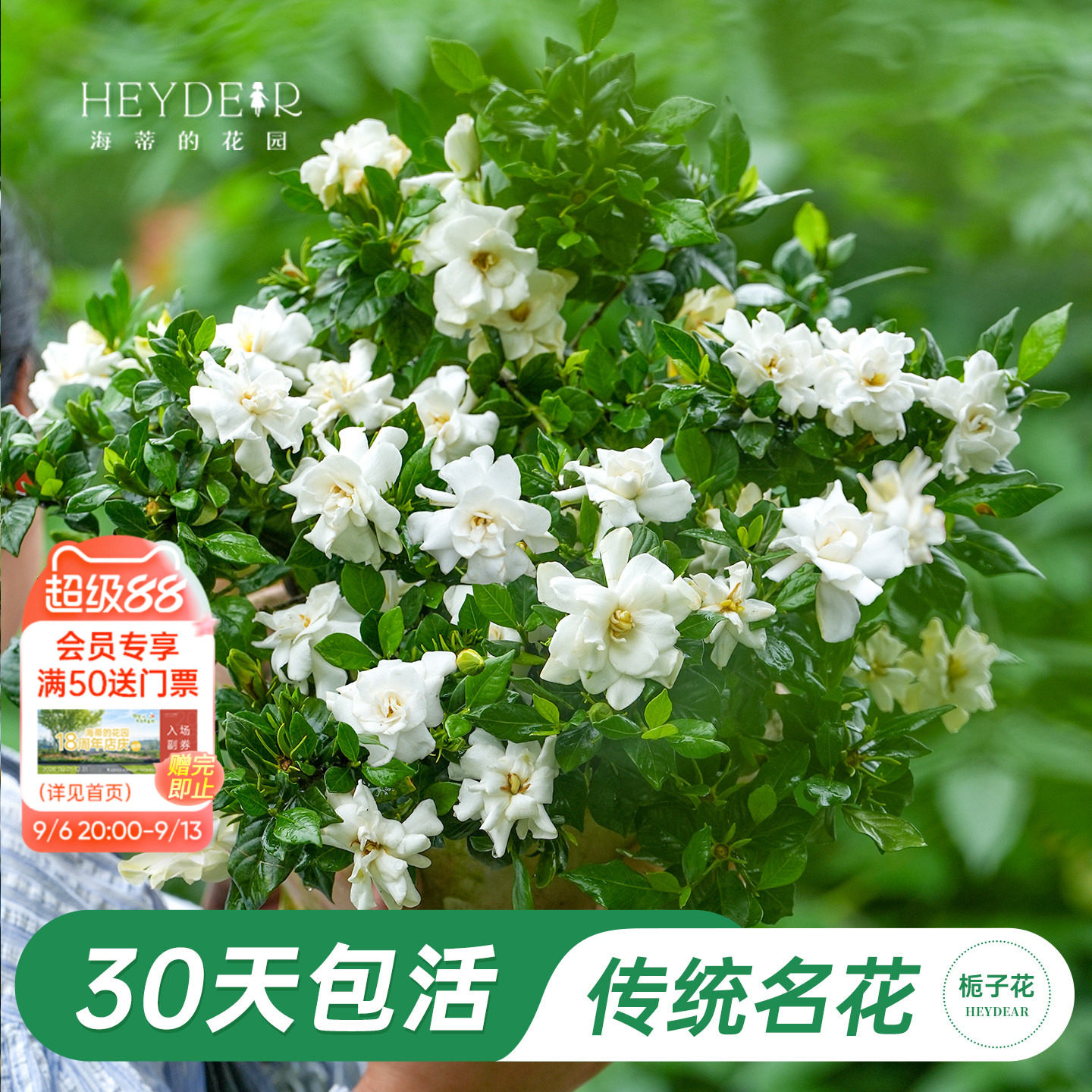 海蒂的花园官方旗舰店栀子花苗图片