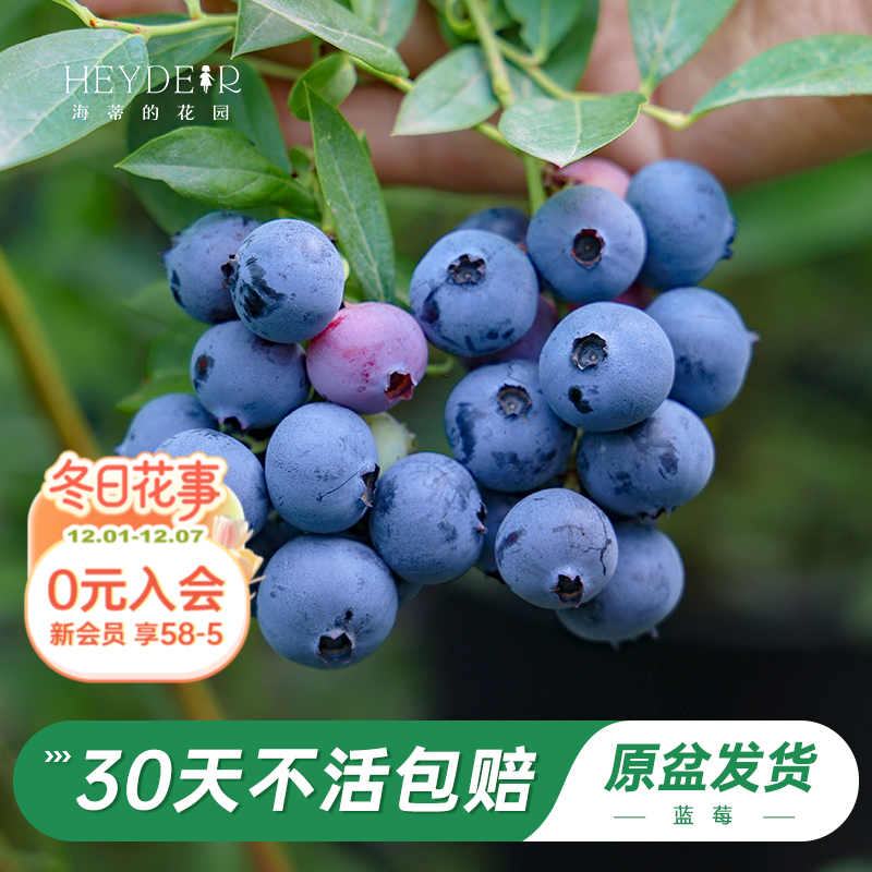 蓝莓苗当年可结果原盆原土发货