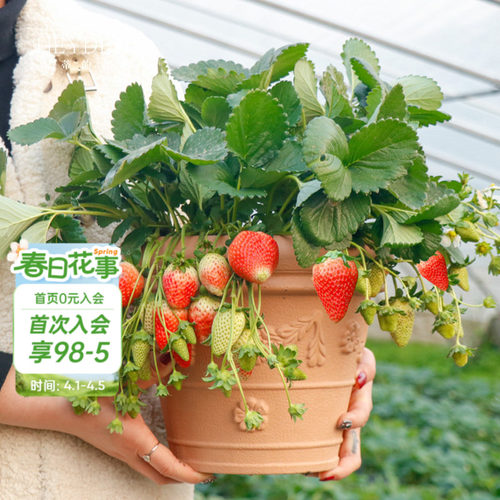 包对版可结果草莓苗香甜可口