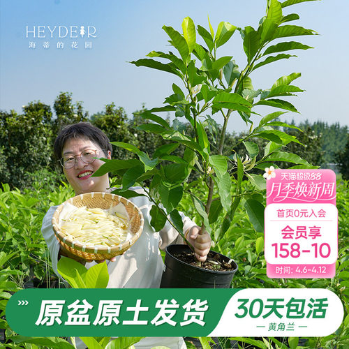 多季开花灌木清新雅致香气袭人