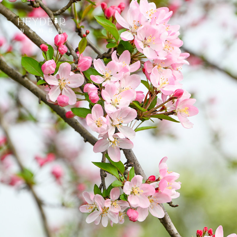 海蒂的花园垂丝海棠好养木本花卉庭院风景树地栽盆栽盆景植物树苗,鲜花速递/花卉仿真/绿植园艺,观叶 /花灌木,淘宝优惠券,粉丝福利购,淘宝优惠卷