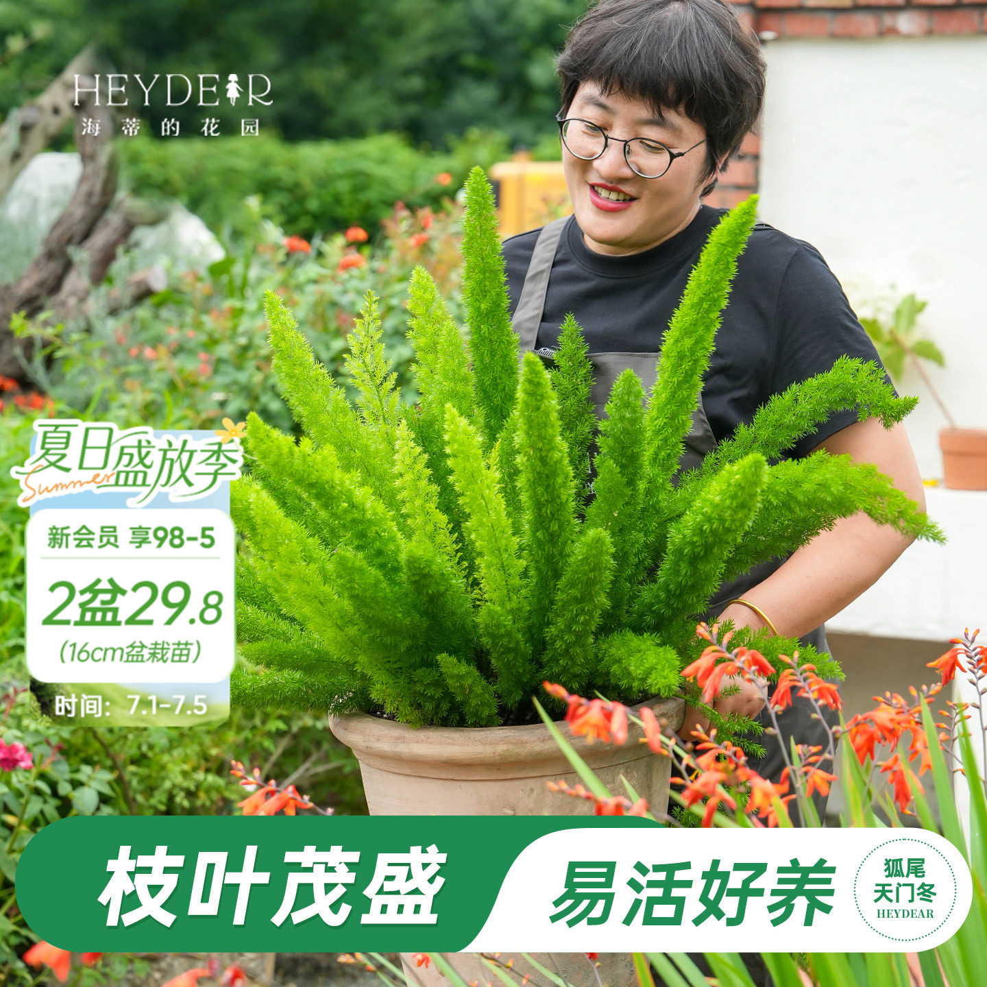 海蒂的花园狐尾天门冬多年生常绿植物室外庭院盆景观叶绿植盆栽苗