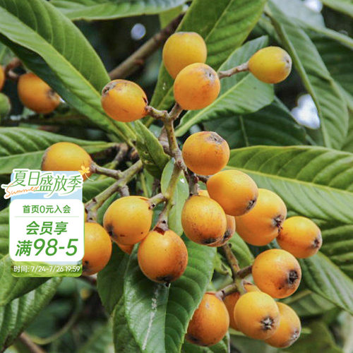 种植白沙枇杷海蒂的花园