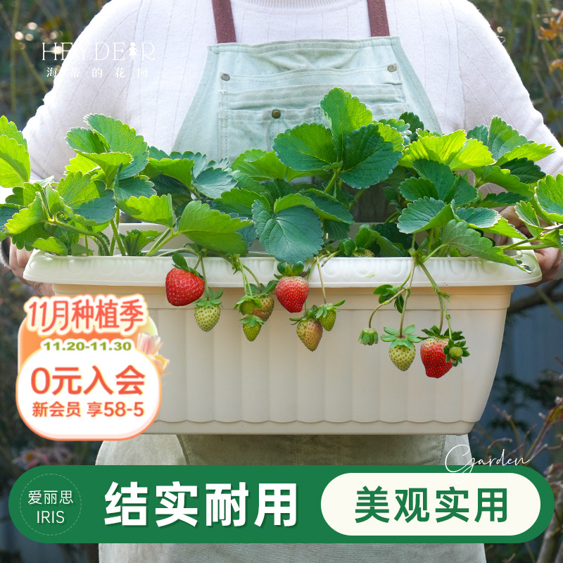 海蒂的花园旗舰店爱丽思长条花纹花盆家用庭院阳台种花种菜专用箱