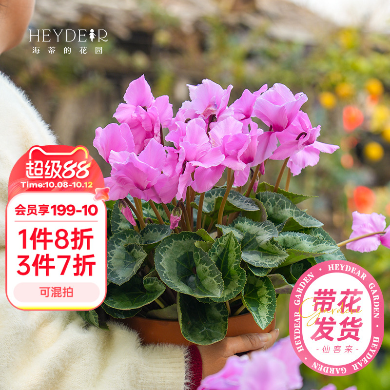 海蒂的花园旗舰店仙客来盆栽苗冬季开花客厅办公桌花卉植物室内花