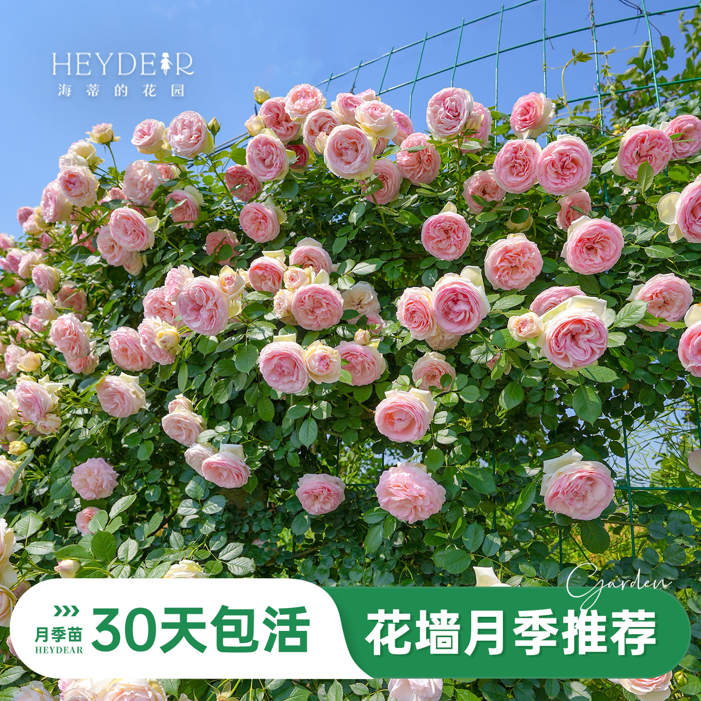 海蒂的花园旗舰店月季大花重瓣可爬藤花园可种月季花盆栽苗,鲜花速递/花卉仿真/绿植园艺,月季/蔷薇/玫瑰,淘宝优惠券,粉丝福利购,淘宝优惠卷