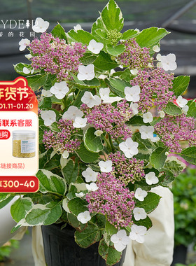 海蒂的花园 银边绣球多年生耐阴观叶观花阳台庭院植物花卉盆栽苗