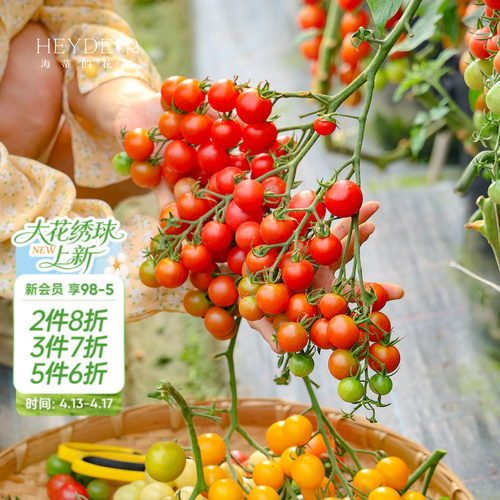 大苗！今年结果番茄西瓜苗