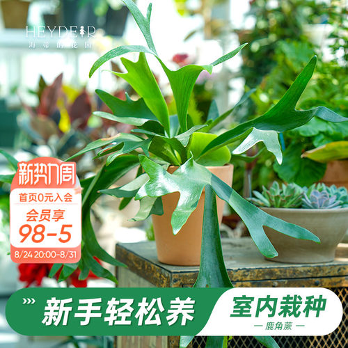 鹿角蕨盆栽奇特桌面植物
