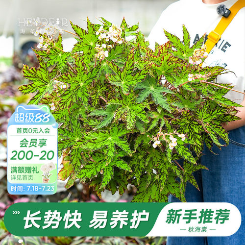 办公室绿植室内开花植物