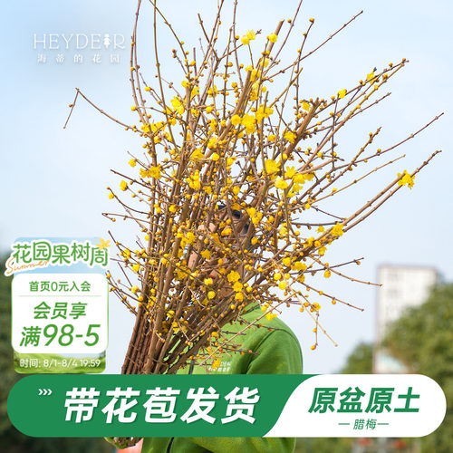 海蒂的花园腊梅花苗易活好养