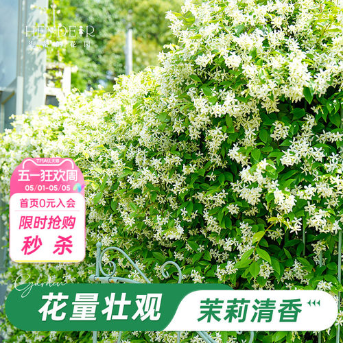 海蒂的花园风车茉莉爬藤阳台