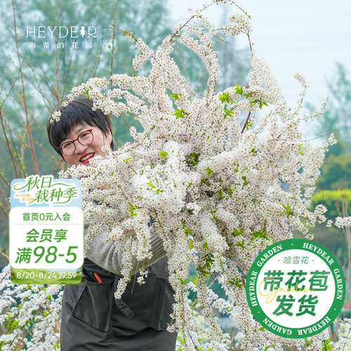 海妈家雪柳盆栽带花苞发货