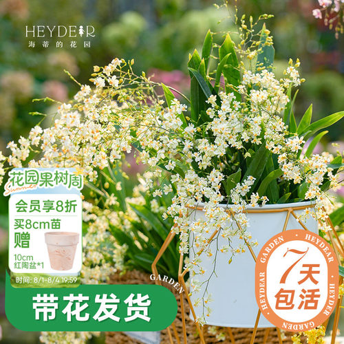 梦香文心兰室内开花香气四溢