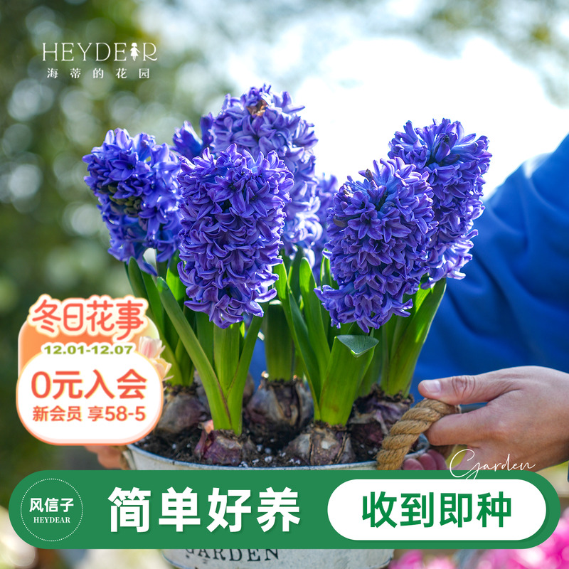 风信子海蒂的花园春季花卉