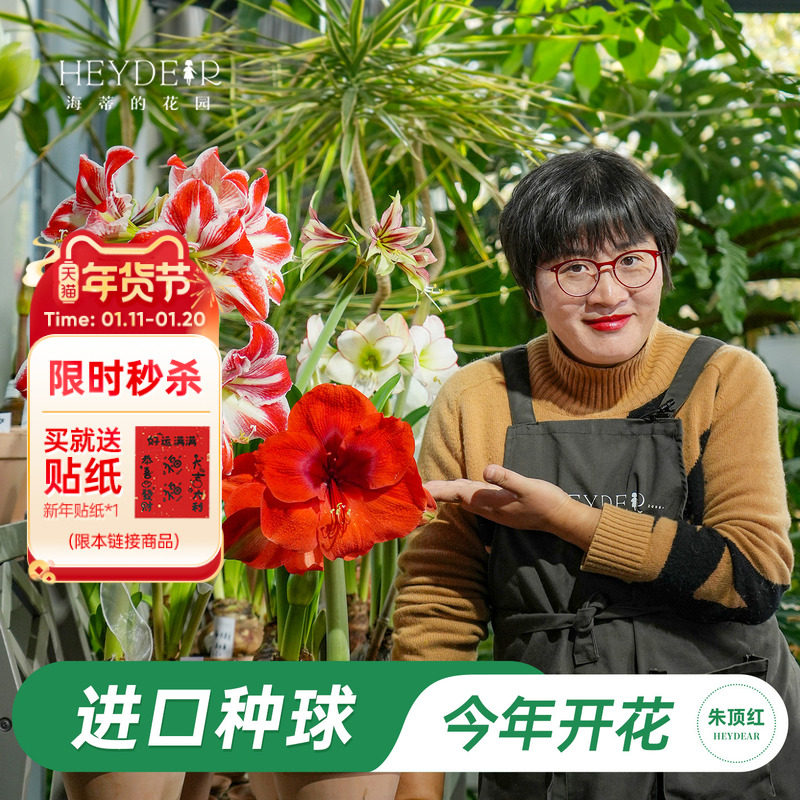 海蒂的花园旗舰店进口朱顶红种球多年生球根花卉盆栽阳台植物,鲜花速递/花卉仿真/绿植园艺,种球/裸根,淘宝优惠券,粉丝福利购,淘宝优惠卷