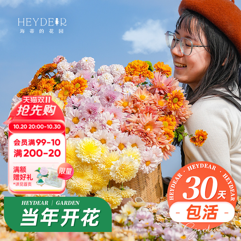 球菊切花菊玛格丽特盆栽花苗