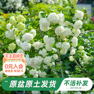 海蒂 花园旗舰店欧洲木绣球玫瑰花苗庭院花卉盆栽植物耐寒树苗