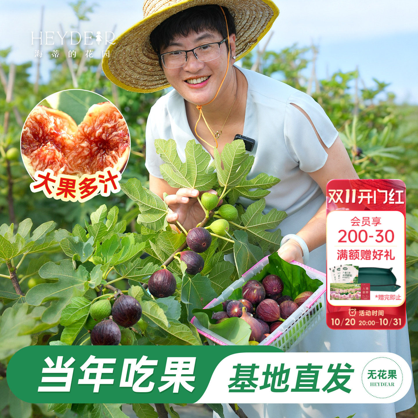 海蒂的花园旗舰店无花果树果苗特大果盆栽芭劳奈金傲芬阳台可结果