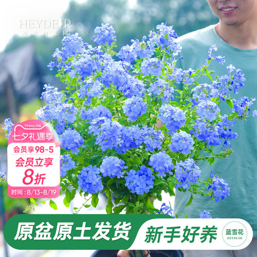 海蒂阳台蓝雪花海蒂的花园