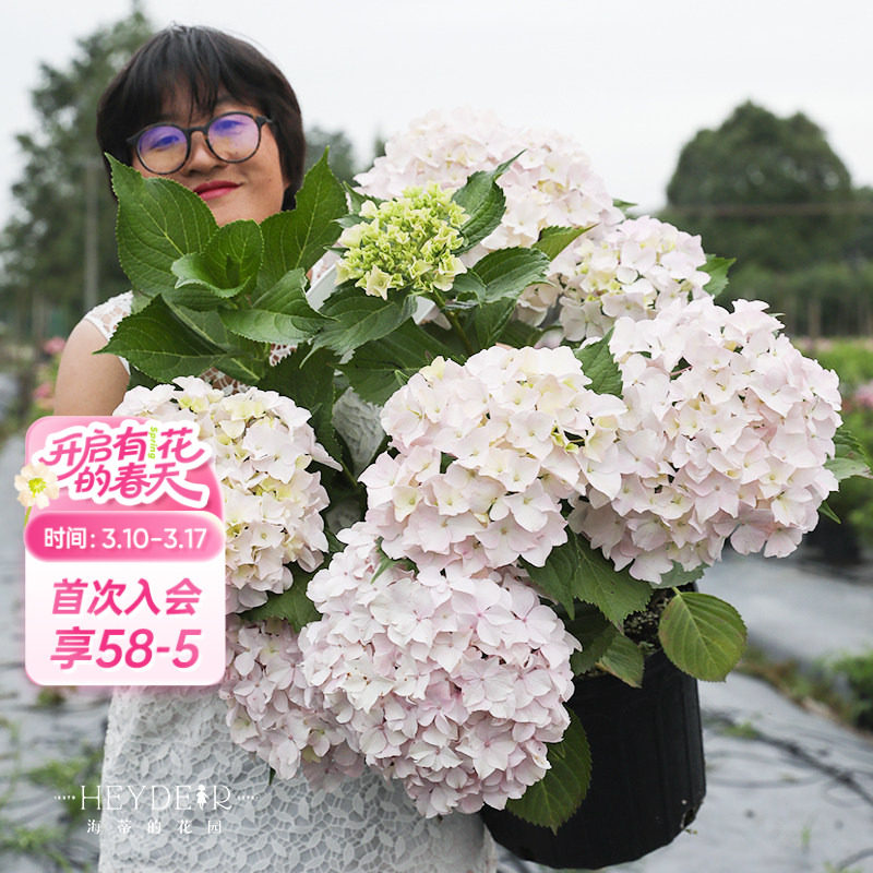 海蒂的花园青岛绣球大花粉白色可爱耐阴阳台露台花卉植物盆栽花苗