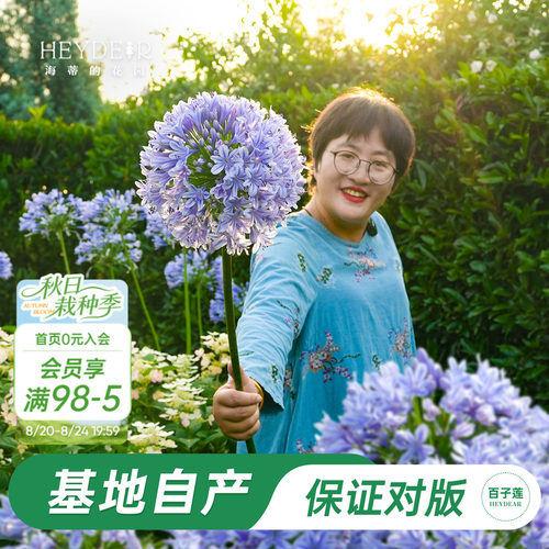 草本植物花箭挺立花朵如球