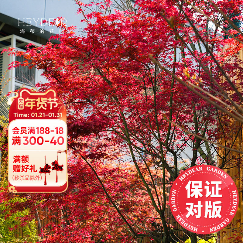 海蒂的花园旗舰店枫树盆栽庭院树苗观叶植物四季好养易活花卉绿植,鲜花速递/花卉仿真/绿植园艺,观叶 /花灌木,淘宝优惠券,粉丝福利购,淘宝优惠卷