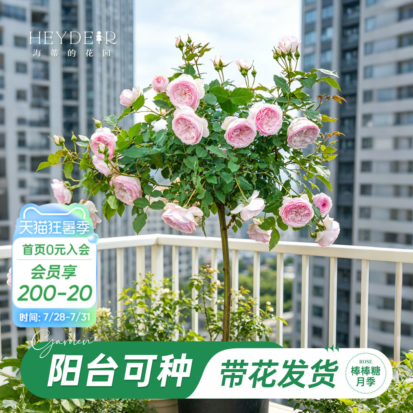 海蒂的花园官方旗舰店棒棒糖月季花苗玫瑰花树苗阳台月季花盆栽