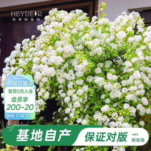 海妈家耐寒花灌木北方露天过冬