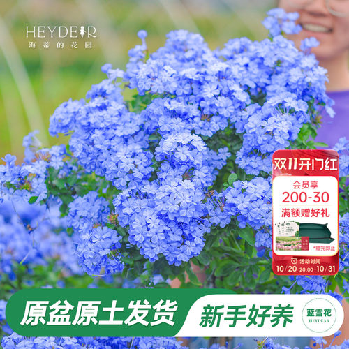 海蒂阳台蓝雪花海蒂的花园