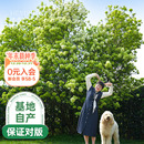 海蒂 花园中华木绣球斗球灌木花卉庭院大型造景木本植物盆栽树苗