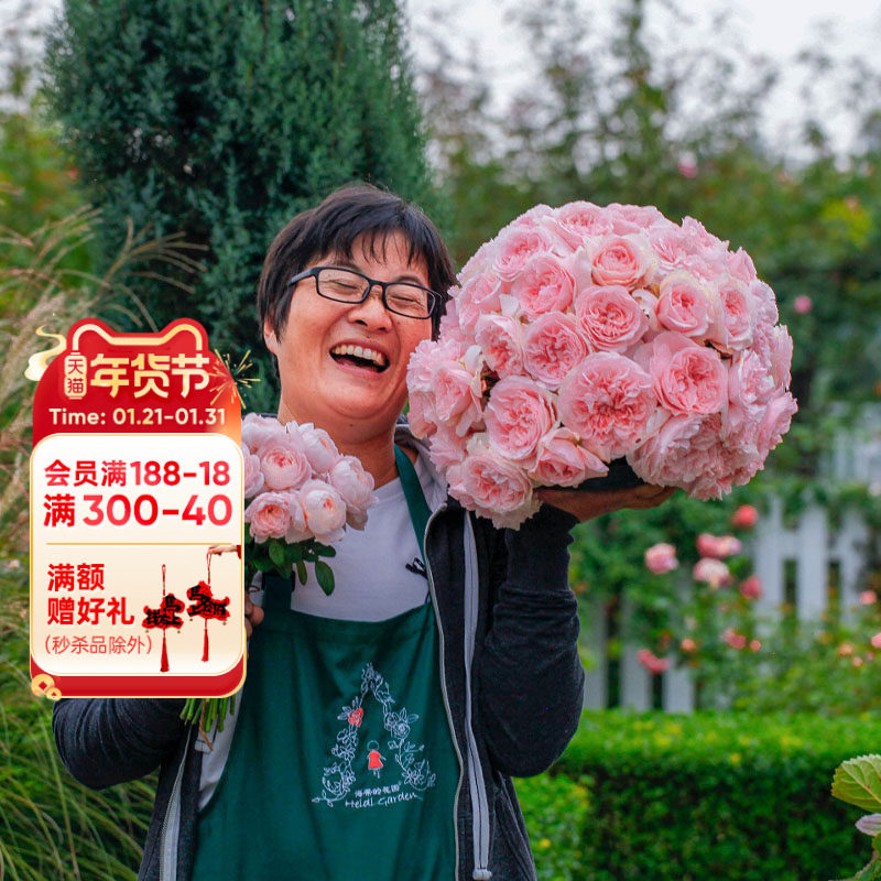 海蒂的花园瑞典女王直立月季灌木欧月花型丰花庭院花卉植物盆栽苗,鲜花速递/花卉仿真/绿植园艺,月季/蔷薇/玫瑰,淘宝优惠券,粉丝福利购,淘宝优惠卷