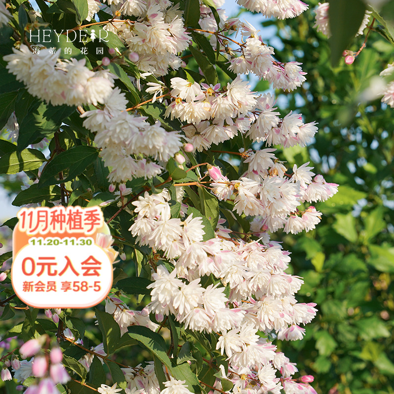 海蒂的花园溲疏爱丽丝粉铃铛等庭院楼顶造景花灌木花卉植物盆栽苗