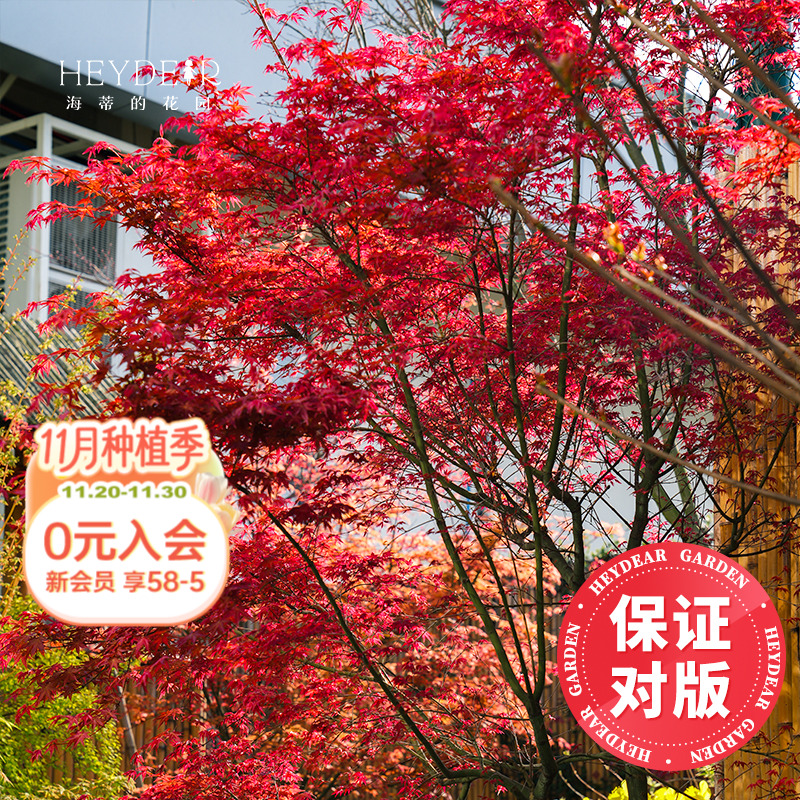 海妈家枫树盆栽颜色丰富包对版