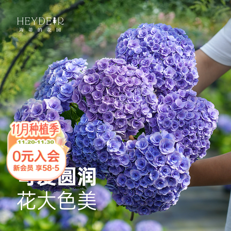 海蒂的花园妖精之吻春夏开花绣球